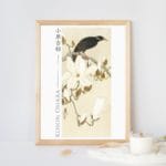 Ohara Koson Print - Myna On Magnolia Branch  #062