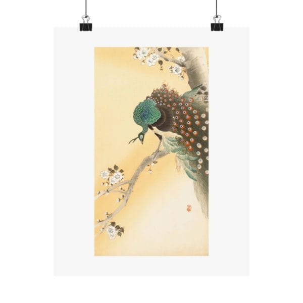 Front, 11″ x 14″ – Ohara Koson Print – Peacock on a cherry blossom tree #013 (public domain reproduction) Ohara Koson Print – Peacock on a cherry blossom tree #013 (public domain reproduction)
